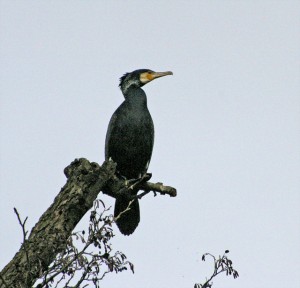Cormorant in a tree