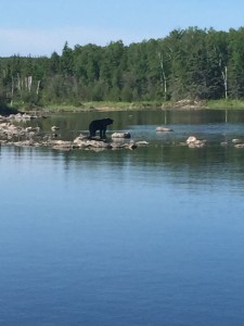 Black Bear at Black Bear Lake
